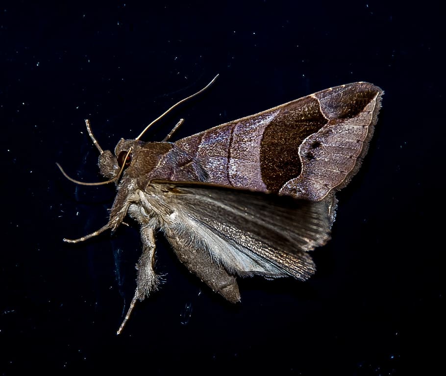 moth, large, insect, brown, pattern, wild, wing, night, queensland HD wallpaper