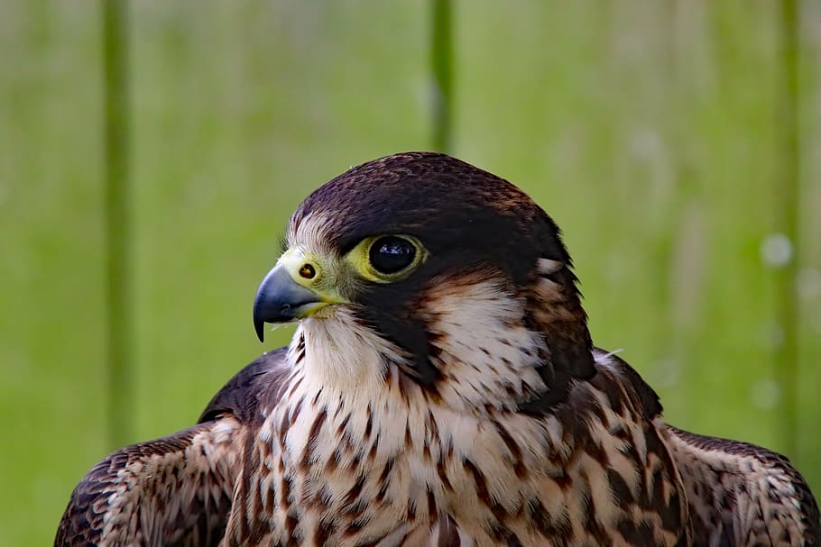 HD wallpaper: peregrine falcon, falcon, fast bird, bird, peregrine,  predator | Wallpaper Flare