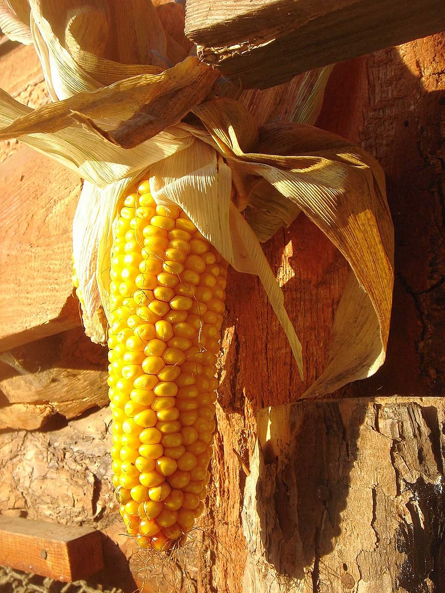 corn, ear, sun, harvest, yellow, decoration, food, food and drink HD wallpaper