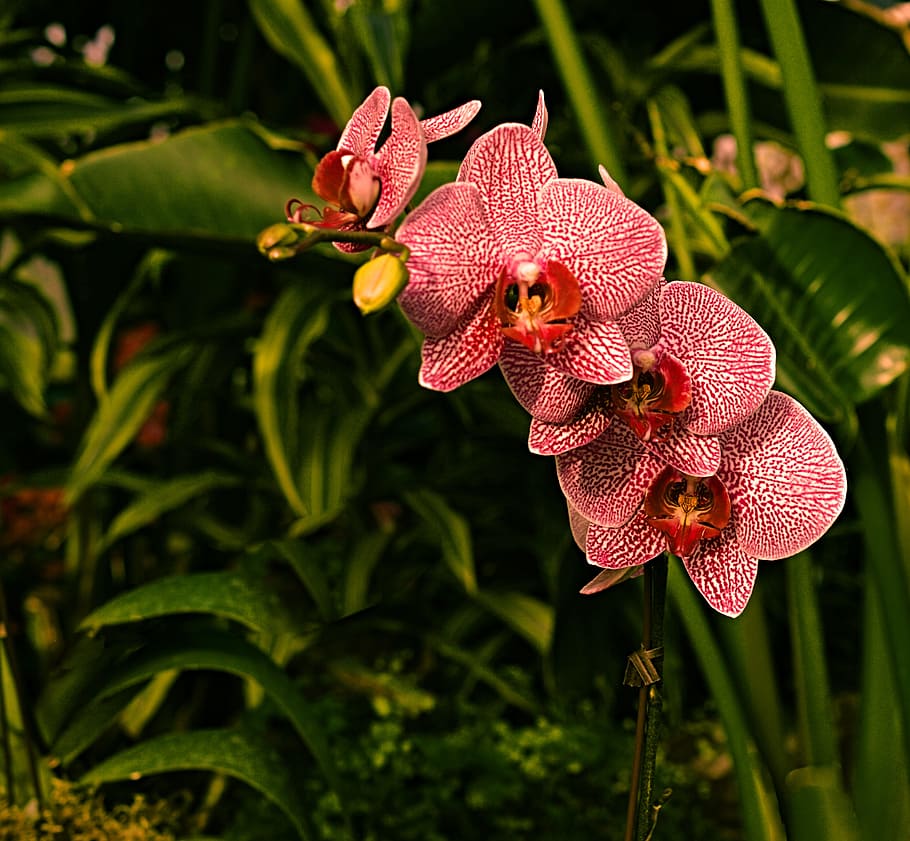 Orchid, Botany, Flower, Nature, red, flora, spring, blossom HD wallpaper