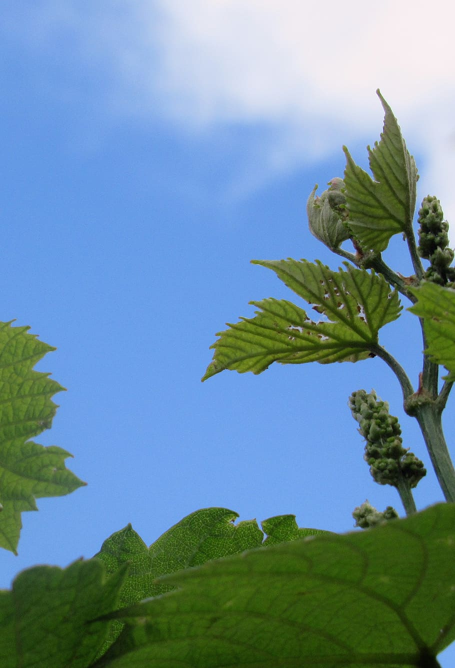 grape, foliage, plant, leaf, plant part, growth, green color HD wallpaper