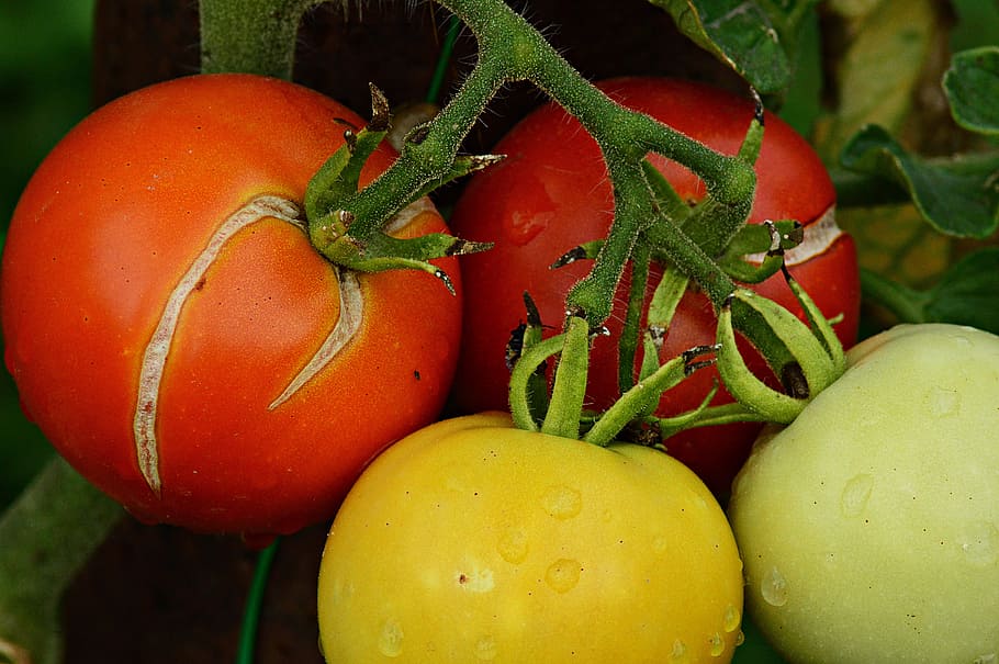 tomatoes, fruit, summer, plant, ripe fruit, cluster crop, nature HD wallpaper
