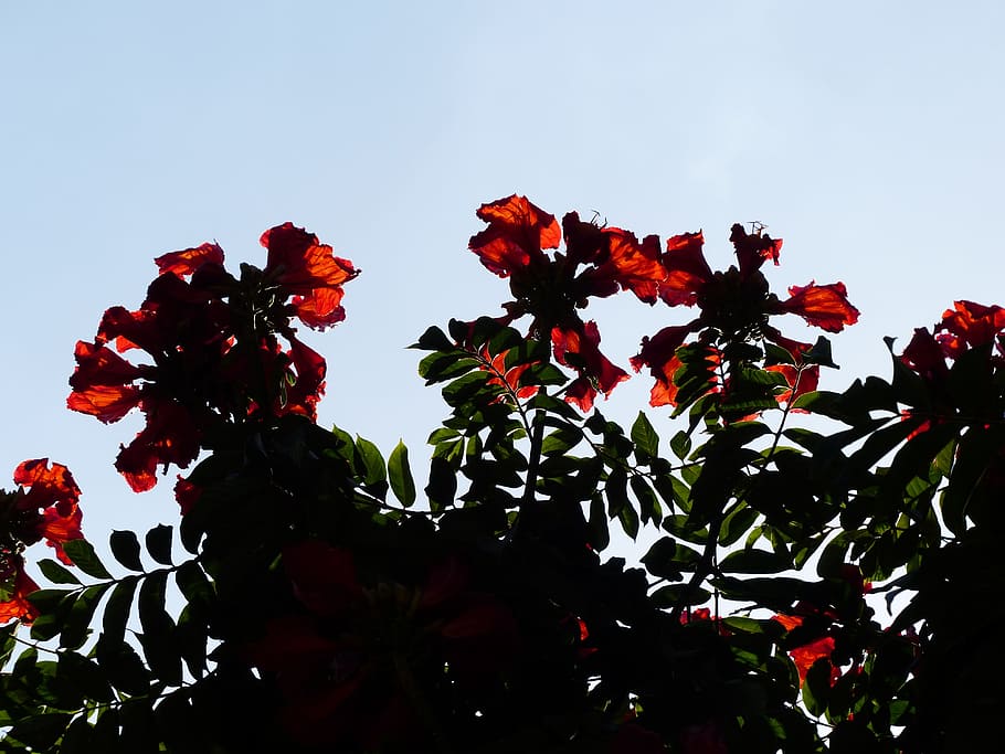 Tulip Tree, Flowers, red, bright, african tulpenbaum, spathodea campanulata HD wallpaper