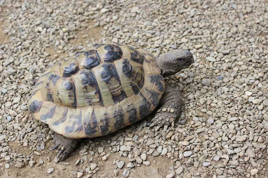 turtle, reptile, panzer, animal, on the shore, slowly, animal wildlife HD wallpaper