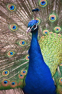 peacock, bird, feather, blue, iridescent, wheel, plumage, color HD wallpaper