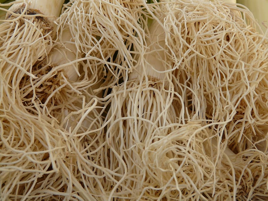 root, leek, vegetables, food, vitamins, healthy, eat, food and drink HD wallpaper