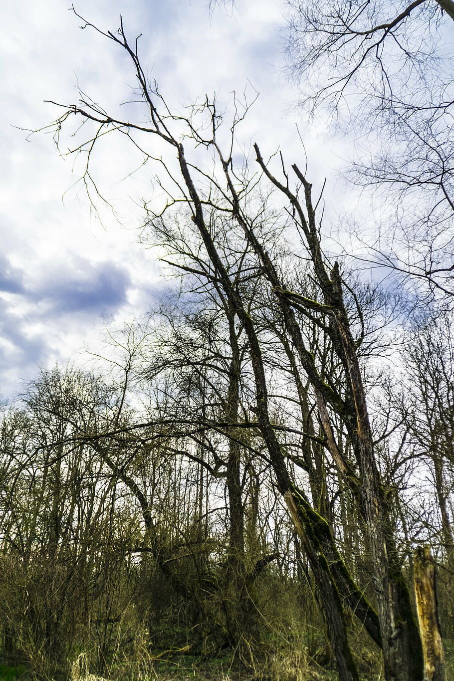 nature, sky, clouds, log, old tree, forest, green tree, trees sleeping HD wallpaper