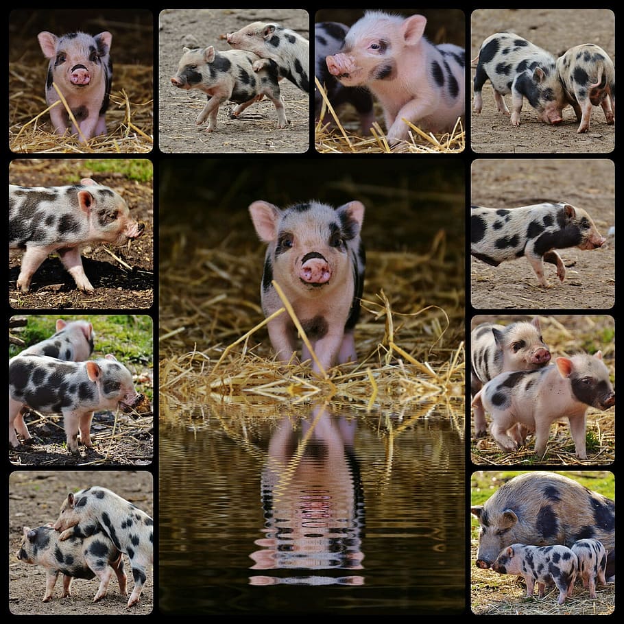 white and black piglet collage, wildpark poing, baby, small pigs