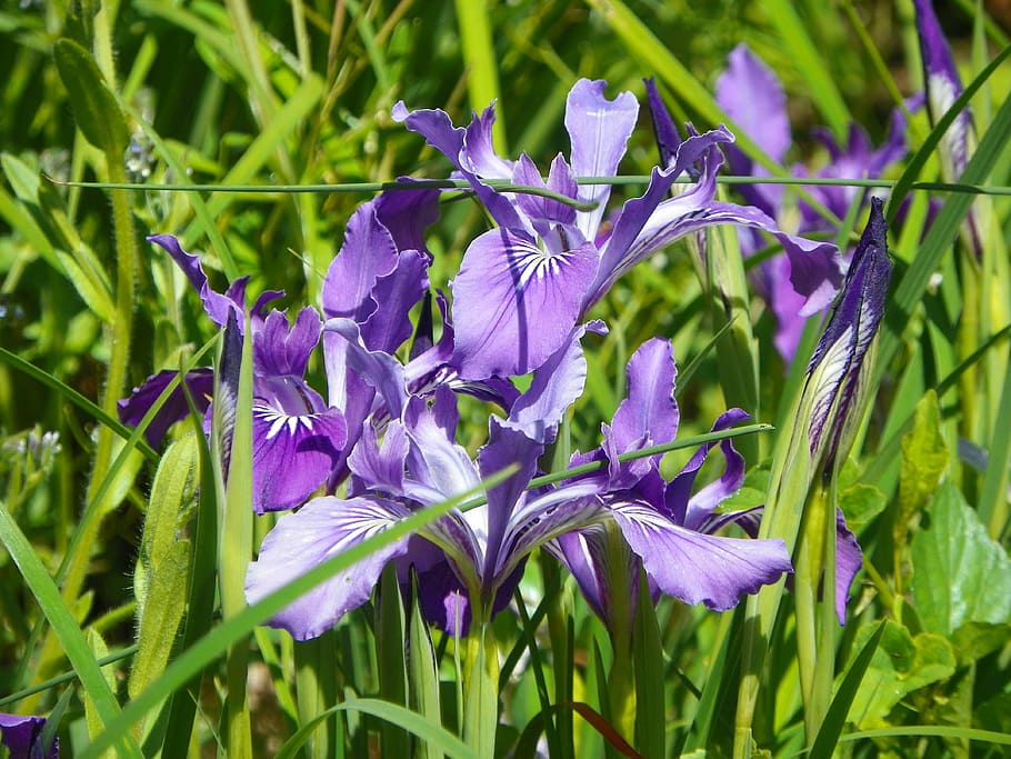 camas, spring, flower, green, pasture, lilac, violet, flowering plant HD wallpaper