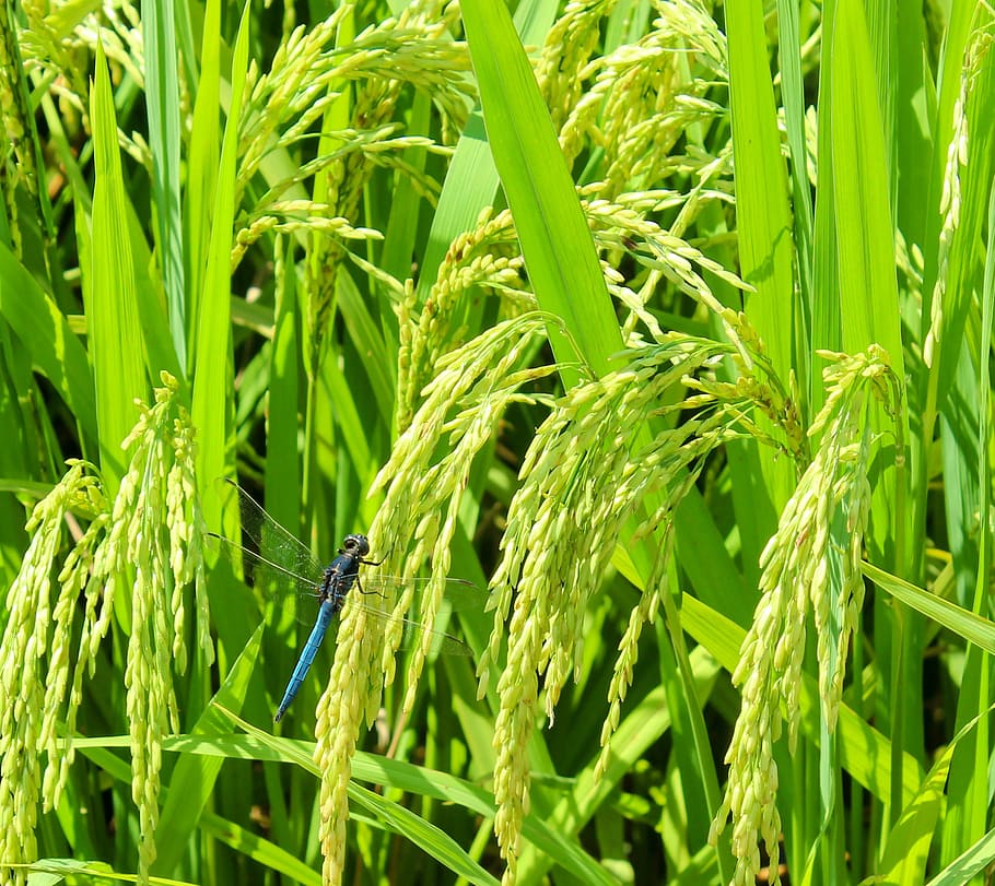 blue and black dragonfly perched on rice crop, summer, fresh HD wallpaper