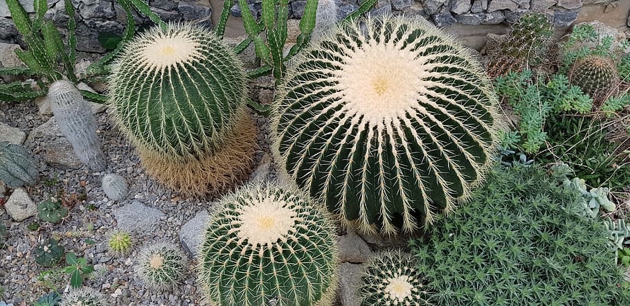 cactus, sukulent, thorns, growth, plant, succulent plant, green color HD wallpaper
