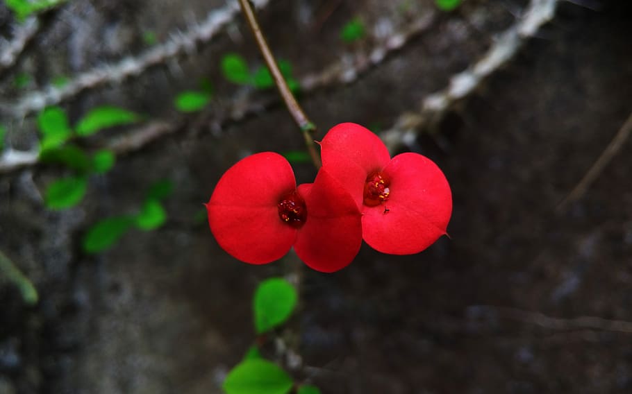 Flower, Beautiful, red, growth, nature, freshness, no people HD wallpaper