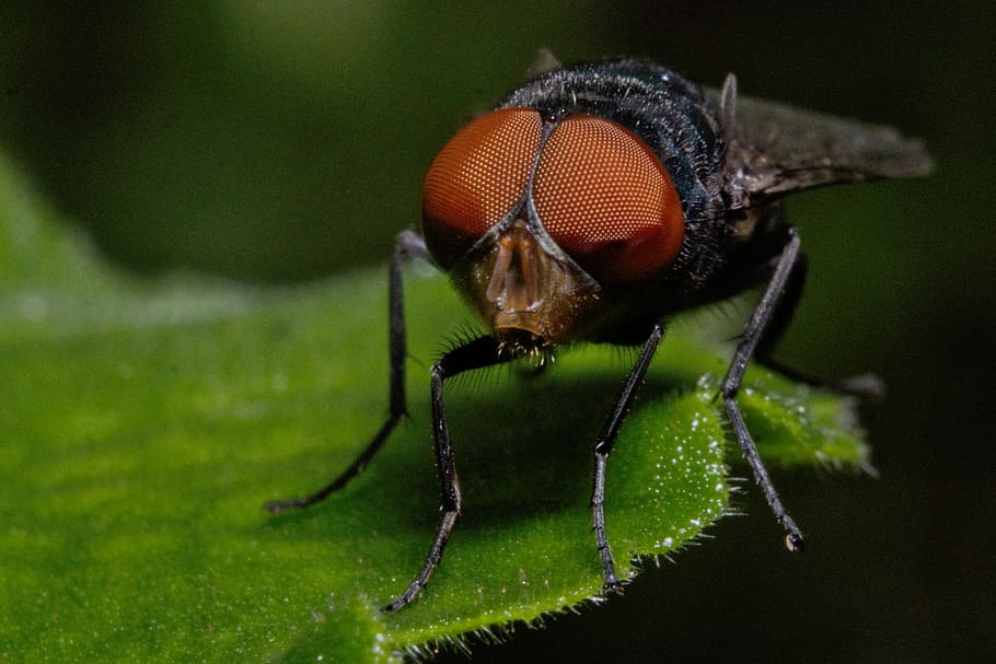fly, insect, nat, nature, macro, one animal, invertebrate, animals in the wild HD wallpaper