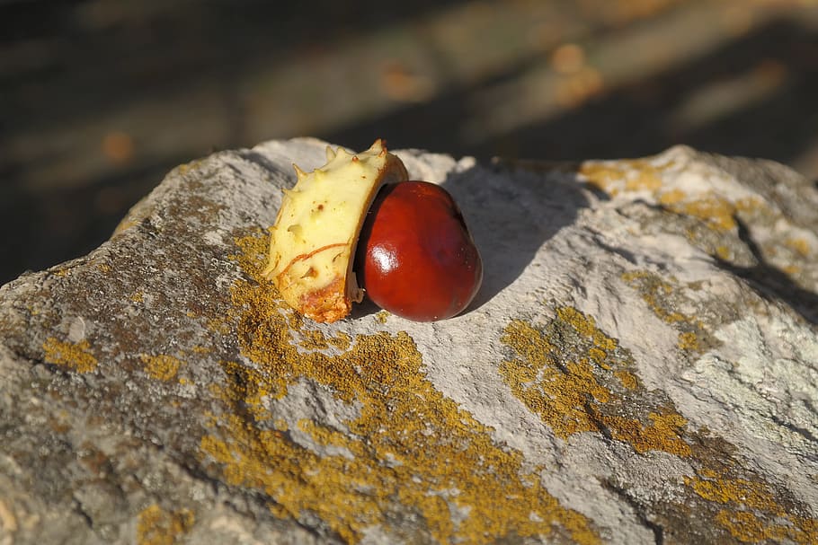 Chestnut, Sleeve, Shell, Prickly, green, stone, forest fruit HD wallpaper
