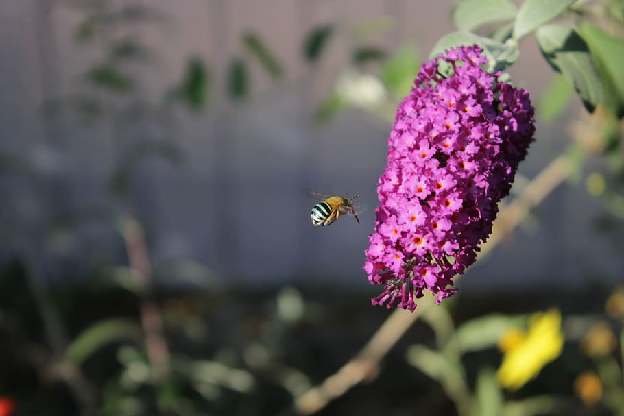 buddleia, flower, bee, purple, flowering plant, insect, invertebrate HD wallpaper