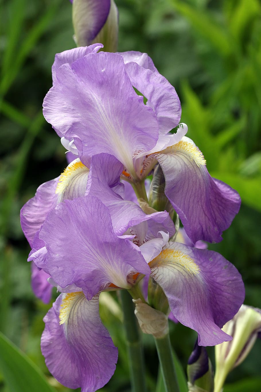 spring, iris, purple flower, blue, garden, a garden plant, closeup HD wallpaper
