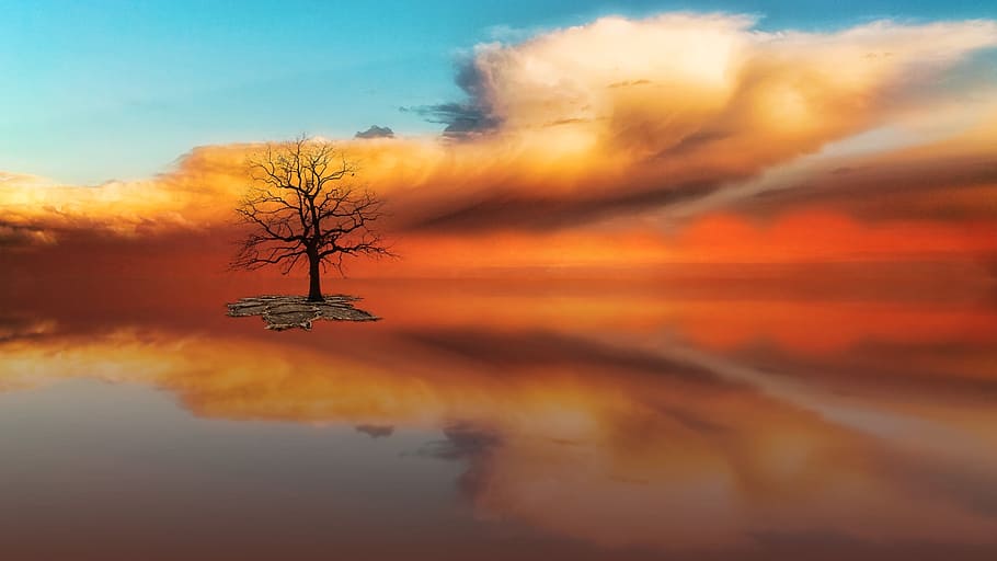 orange, clouds, sky, nature, tree, plant, water, orange color HD wallpaper