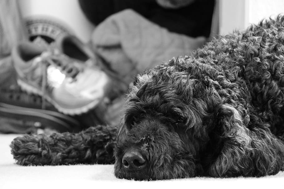 dog, sad, pout, pouting, sad dog, animal, cute, fuzzy, curly HD wallpaper