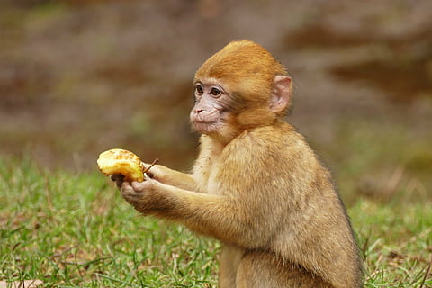 brown monkey holding banana, ape, animal, cute, mammal, wildlife HD wallpaper