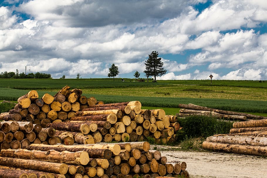 wood, timberyard, tree trunks, meadow, field, holzstapel, nature HD wallpaper