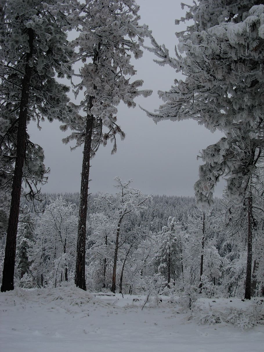 Snow, Trees, Winter, december, january, landscape, forest, woods HD wallpaper
