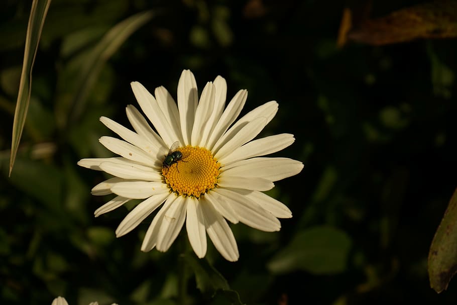 flower, fly, insect, white, flowering plant, fragility, freshness HD wallpaper