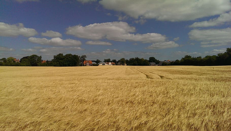 Greifswald, Corn, Clouds, agriculture, nature, rural Scene HD wallpaper