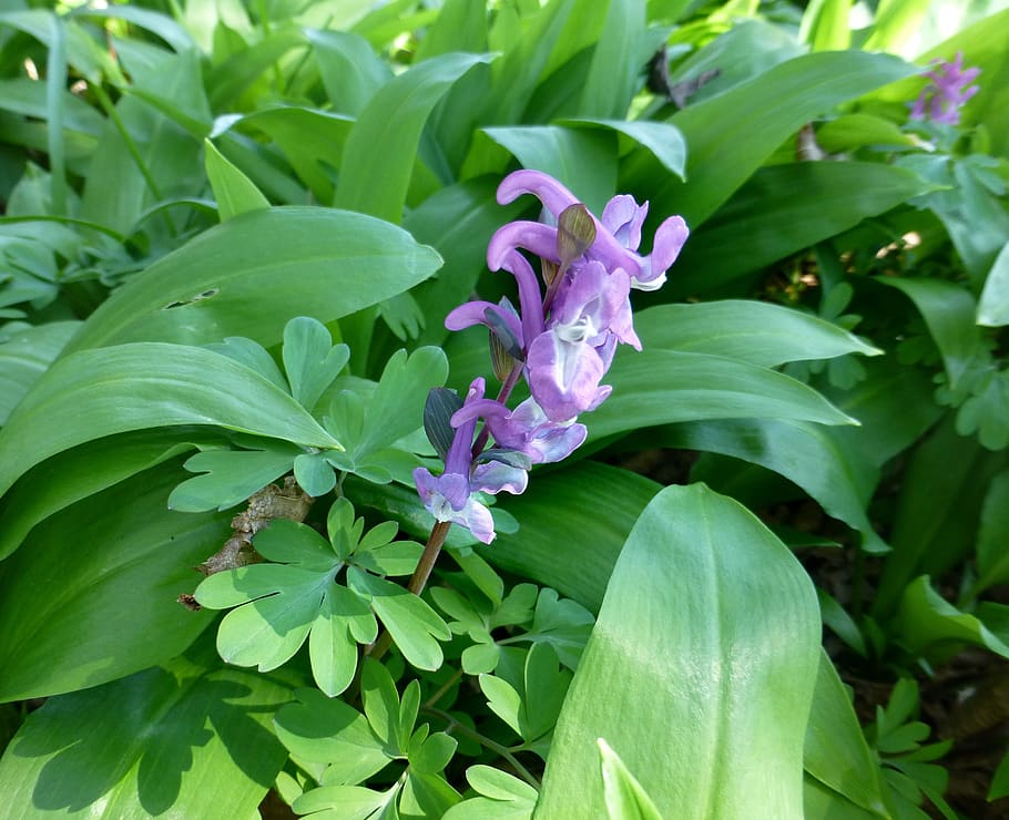 corydalis, purple, spring flower, plant part, flowering plant HD wallpaper