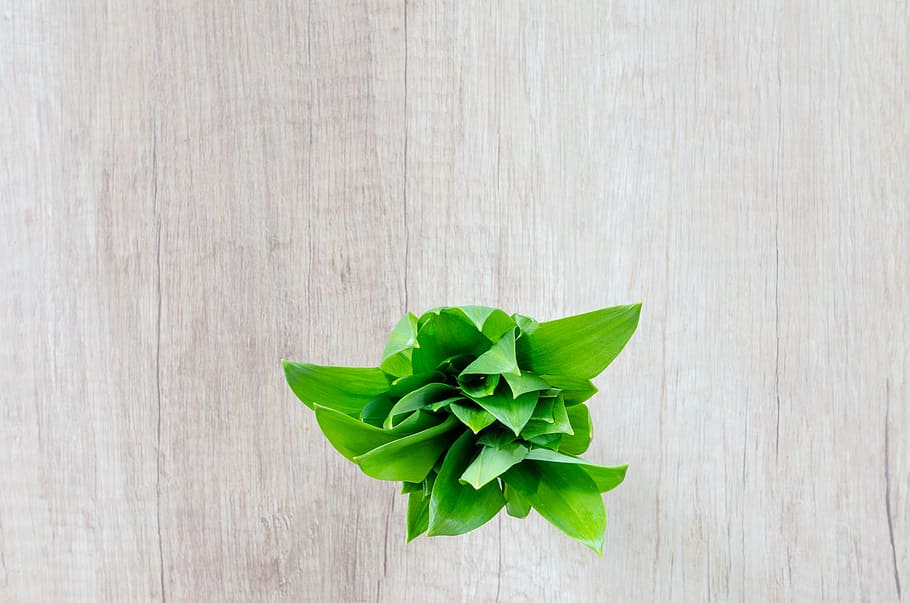 green leaf plant on gray wooden surface, table, herb, garlic