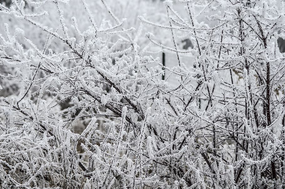 white, gel, branches, winter, cold, cold temperature, snow HD wallpaper