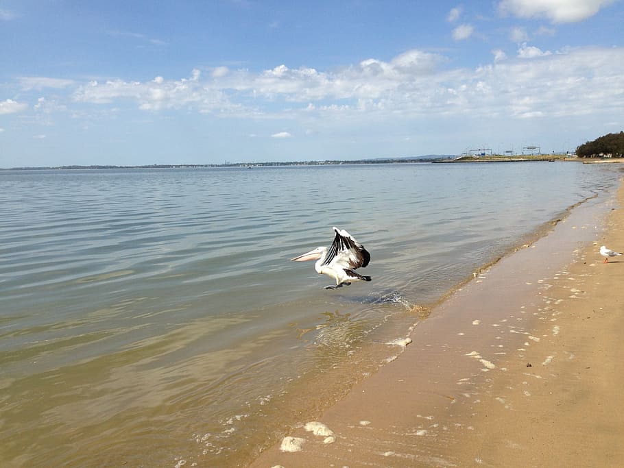 beach, australia, pelicans, summer, sea, ocean, coastline, shore HD wallpaper