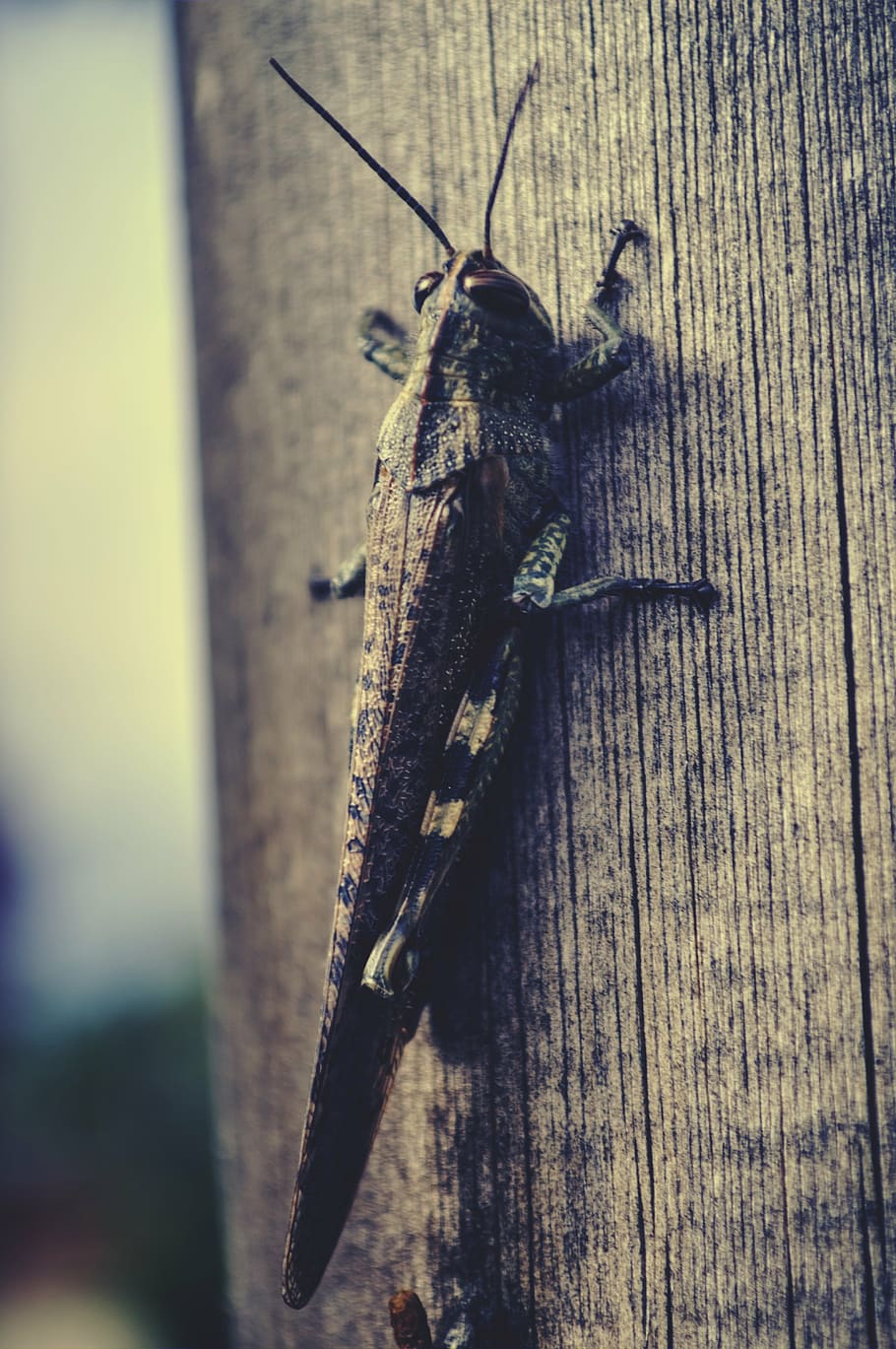 grasshopper, animal, tree, close-up, the antennæ, animal wildlife HD wallpaper