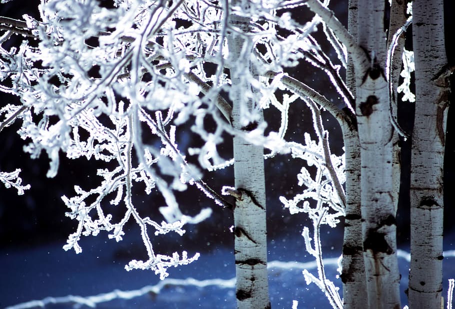 photo of snow coated birch trees, shallow focus photography of trees covered with snow HD wallpaper