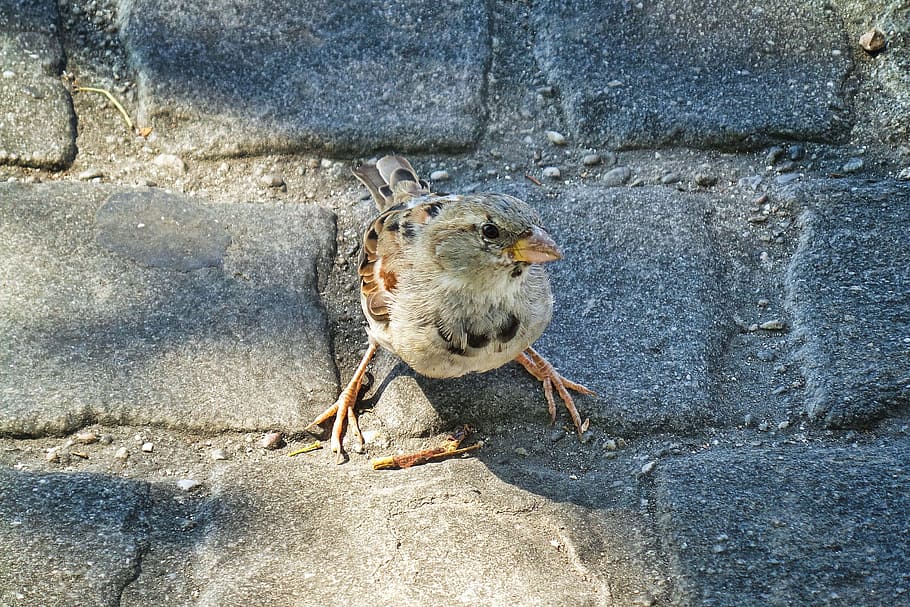 gray sparrow on concrete surface, bird, light, shadow, paving stones HD wallpaper
