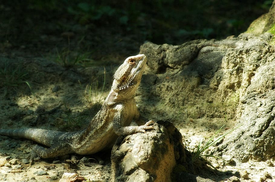 pets, lizard, bearded, dragon, animals in the wild, animal themes HD wallpaper
