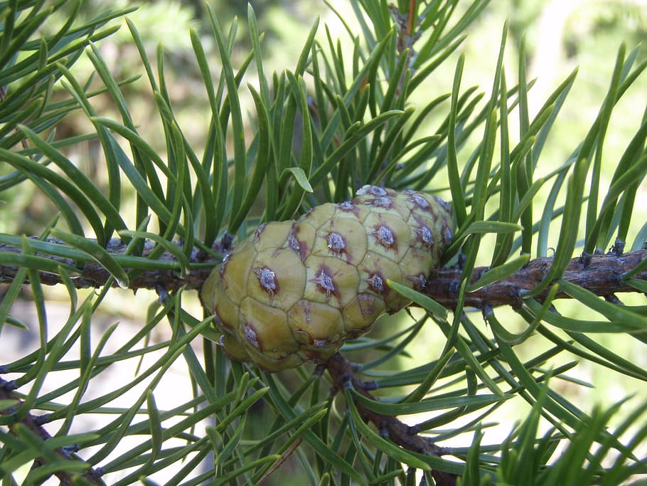 tree, cone, pine, green, needles, branch, plant, green color HD wallpaper