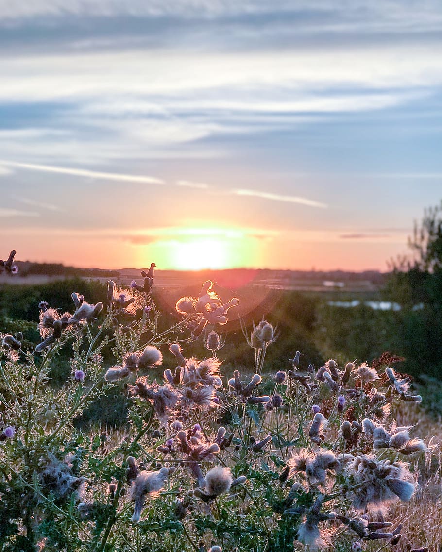 sunset, grass, plants, landscape, horizon, meadow, sunlight HD wallpaper