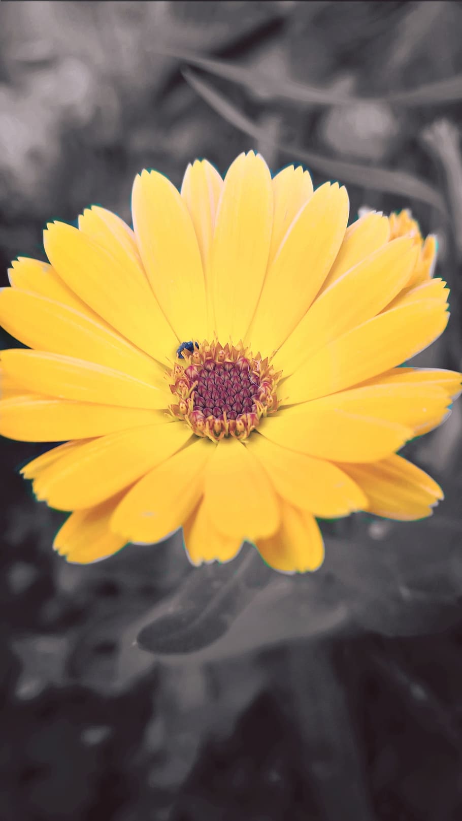 nature, art, background, close, yellow, garden, flowering plant HD wallpaper