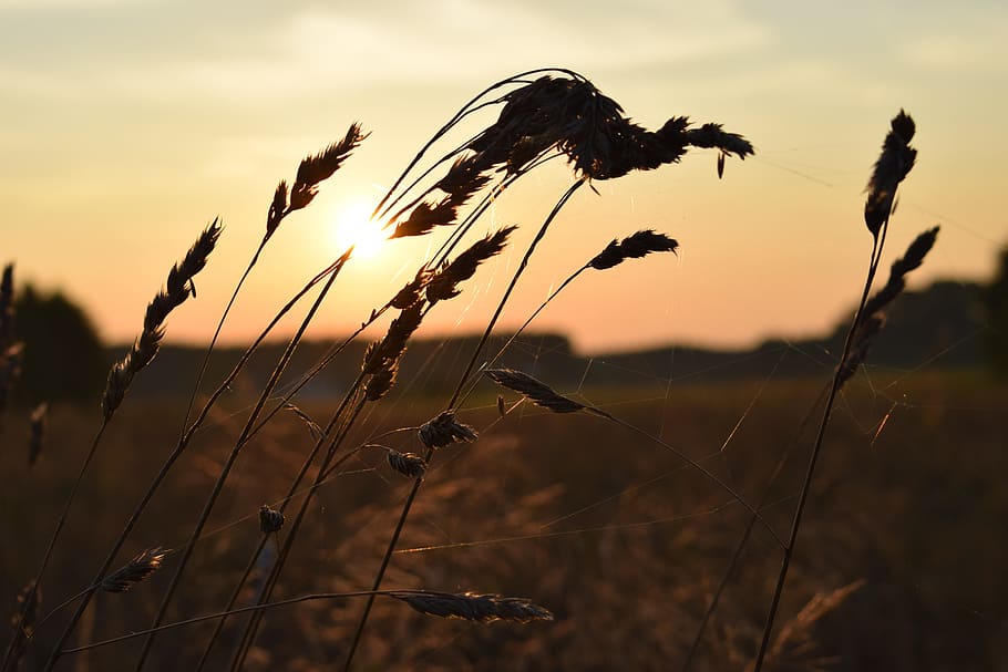 summer, meadow, field, grass, green, nature, spacer, flowers HD wallpaper
