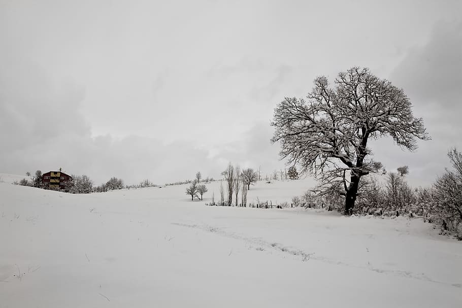 Snow, Winter, Tree, Cold, Mountain, çaycuma, cold temperature HD wallpaper
