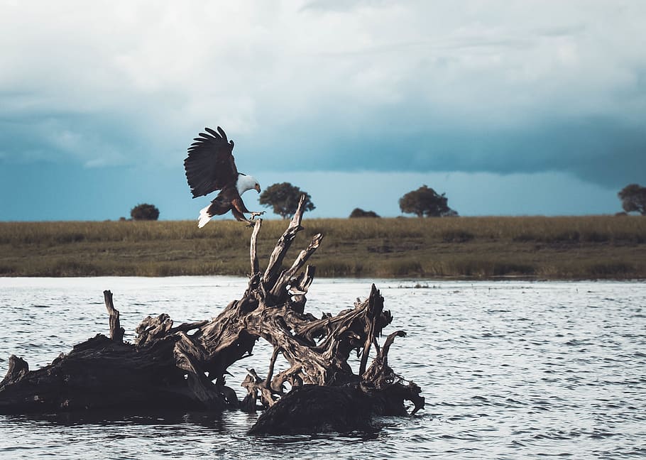 animal, bird, eagle, hunting, feather, flying, plants, grass HD wallpaper