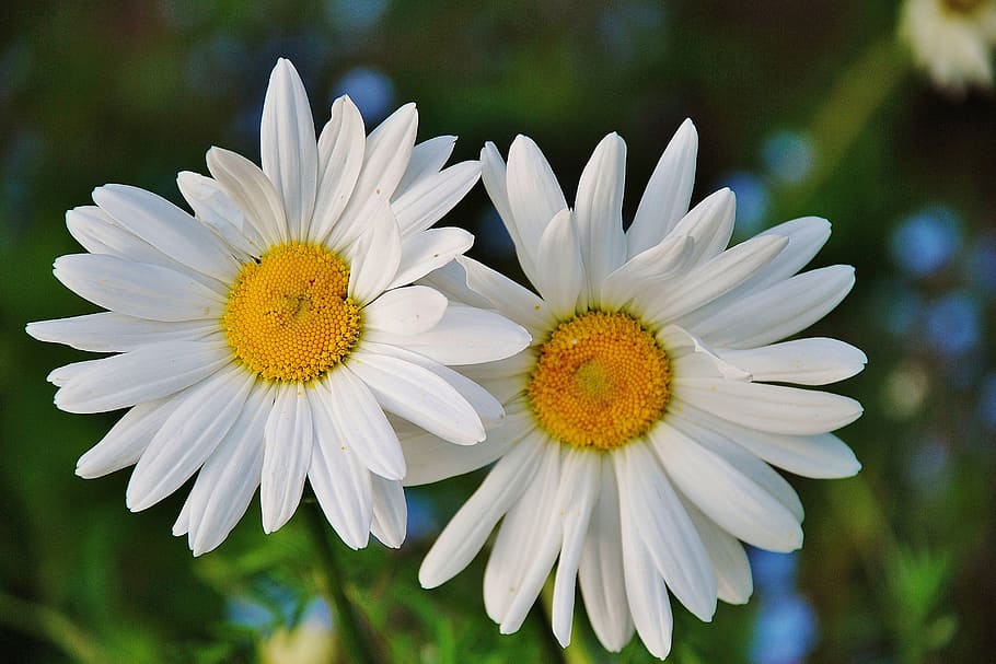 daisy flowers, spring, marguerite, plant, bloom, blossom, colorful HD wallpaper