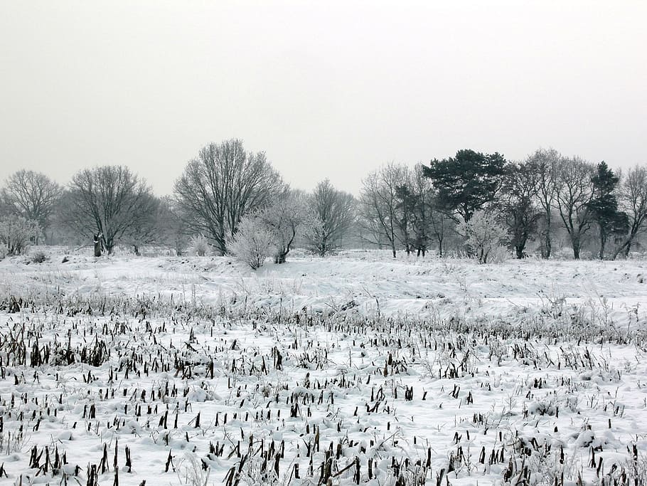 Snow, Winter, Meadow, Wintry, White, trees, landscape, snowy HD wallpaper