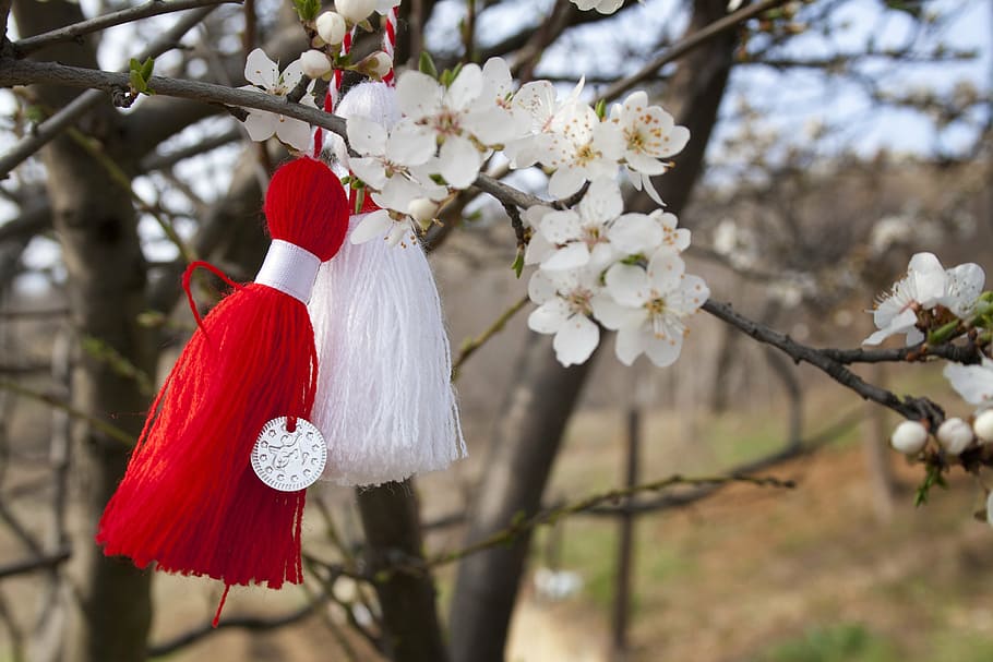 pesco, flower, march, spring, nature, bow, flowering shrub HD wallpaper