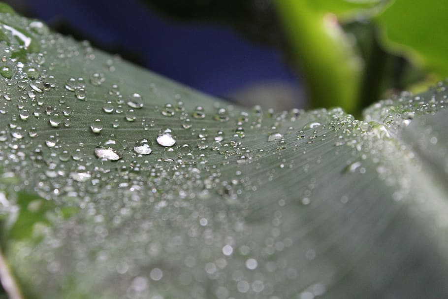 Drip, Leaf, Water, Plant, Drop Of Water, macro, green, green plant HD wallpaper