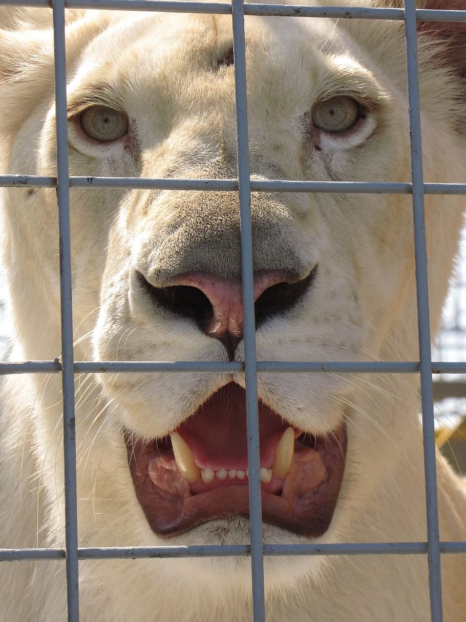 white tiger, Animal, Lion, Lioness, Cage, Zoo, Circus, tooth, HD wallpaper