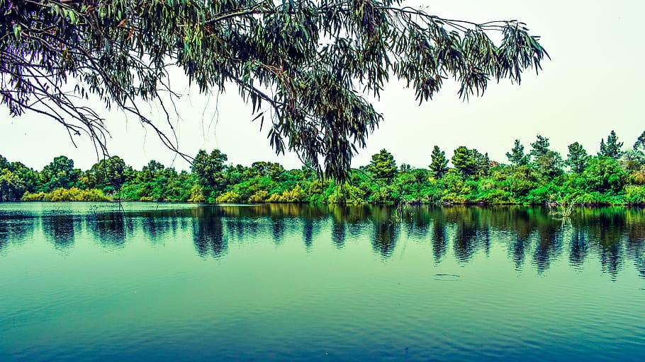 Tree, Lake, Nature, Landscape, Forest, reflection, scenery HD wallpaper
