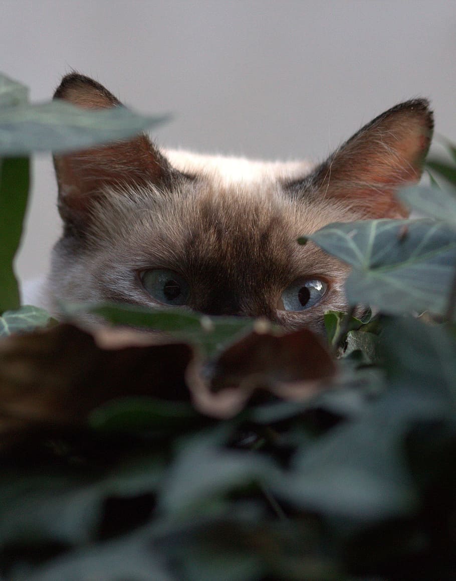 cat, eye, about, hidden, leaves, mammal, one animal, animal themes HD wallpaper