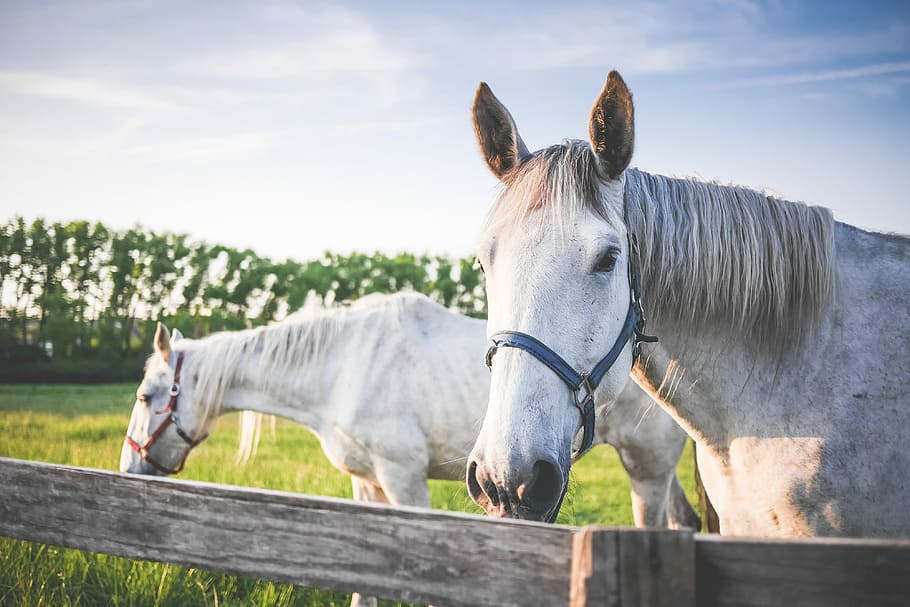 Two White Horses on Grand Pasture, animals, farm, grass, grazing