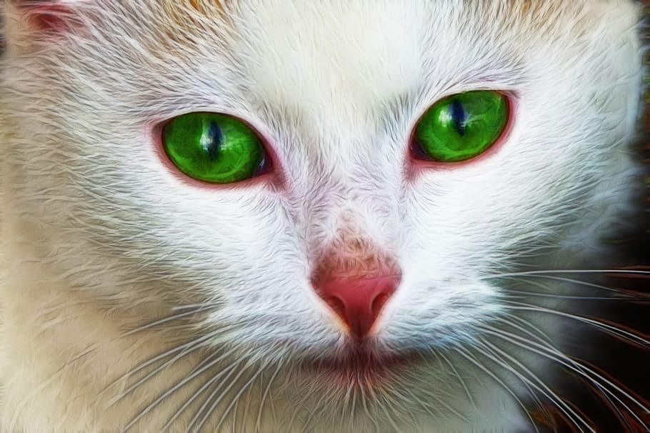 white and brown cat closeup photo, face, portrait, cute cat HD wallpaper